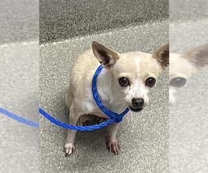Chihuahua-Unknown Mix Dogs for adoption in Las Vegas, NV, USA