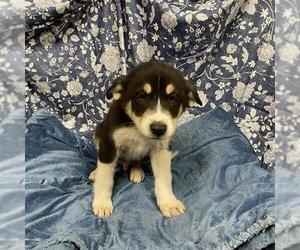 Huskies -Unknown Mix Dogs for adoption in Modesto, CA, USA