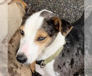 Catahoula Leopard Dog Dogs for adoption in Riverwoods, IL, USA