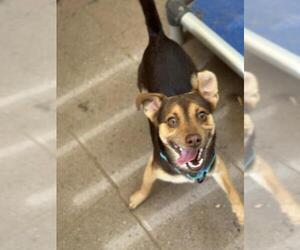 Chihuahua-Unknown Mix Dogs for adoption in Santa Maria, CA, USA