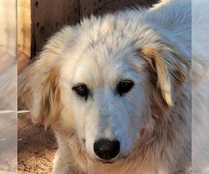Golden Pyrenees Dogs for adoption in Kanab, UT, USA