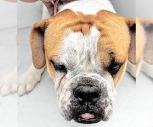 Bulldog Dogs for adoption in Houston, TX, USA