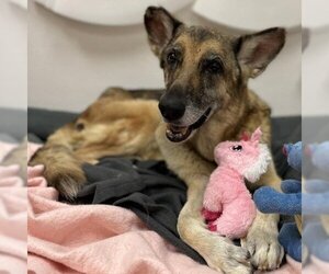 German Shepherd Dog-Unknown Mix Dogs for adoption in Titusville, FL, USA