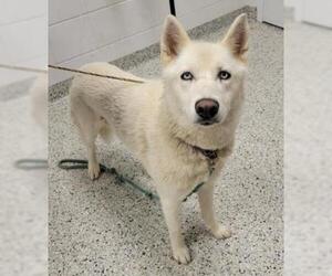 Siberian Husky-Unknown Mix Dogs for adoption in Wichita, KS, USA