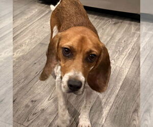 Beagle Dogs for adoption in Batavia, OH, USA