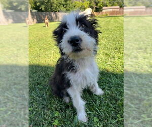 Mutt Dogs for adoption in Plainfield, IL, USA