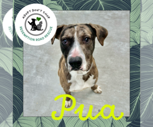 Catahoula Leopard Dog-Unknown Mix Dogs for adoption in Crystal, MN, USA