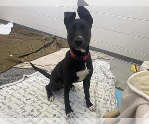 American Pit Bull Terrier-German Shepherd Dog Mix Dogs for adoption in Fort Wayne, IN, USA