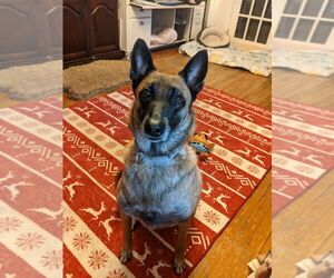 Mutt Dogs for adoption in Imlay City, MI, USA