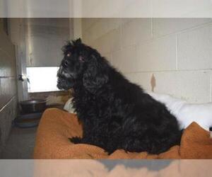 Cocker Spaniel Dogs for adoption in Hanford, CA, USA