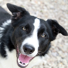 Border Collie Dogs for adoption in Waco, TX, USA