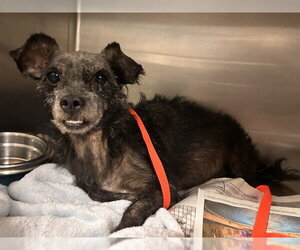 Mutt Dogs for adoption in Riverside, CA, USA