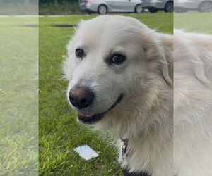 Great Pyrenees-Unknown Mix Dogs for adoption in Thomasville, NC, USA