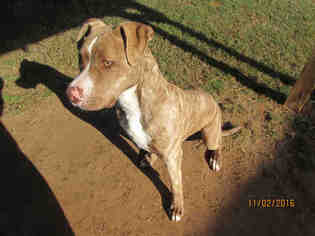 American Pit Bull Terrier-Unknown Mix Dogs for adoption in Grovetown, GA, USA