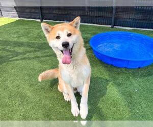 Akita-Shiba Inu Mix Dogs for adoption in Orange, CA, USA
