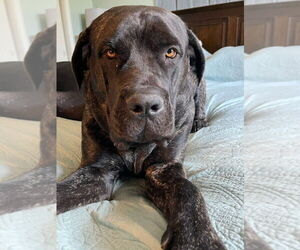 Mastiff Dogs for adoption in Vail, AZ, USA