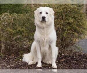 Great Pyrenees Dogs for adoption in Belleville, IL, USA
