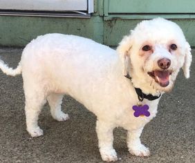 Bichon Frise Dogs for adoption in Bellbrook, OH, USA