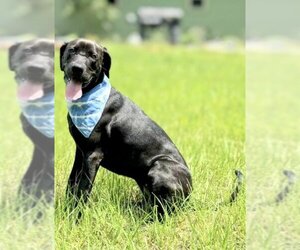 Small Labrador Retriever Mix