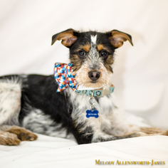Mutt Dogs for adoption in north little rock, AR, USA