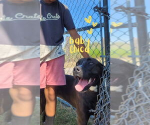 American Pit Bull Terrier-Labrador Retriever Mix Dogs for adoption in Monte Vista, CO, USA