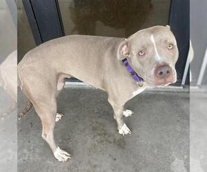 American Pit Bull Terrier Dogs for adoption in Denver, CO, USA