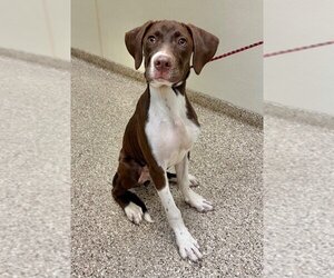 Pointer Dogs for adoption in Great Bend, KS, USA