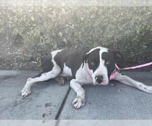 American Pit Bull Terrier-Unknown Mix Dogs for adoption in Rancho Cucamonga, CA, USA
