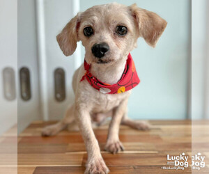 Shih Tzu-Unknown Mix Dogs for adoption in Washington, DC, USA