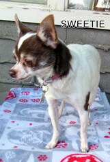 Chihuahua Dogs for adoption in Lindsay, CA, USA