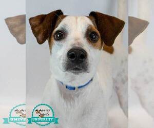Mutt Dogs for adoption in Kennesaw, GA, USA