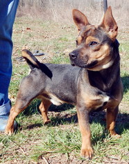 Pembroke Welsh Corgi-Unknown Mix Dogs for adoption in White Bluff, TN, USA