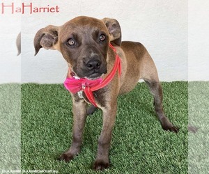 Boxador Dogs for adoption in San Diego, CA, USA