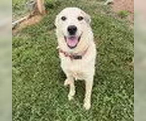 Labrenees Dogs for adoption in Bristol, CT, USA