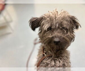 Poodle (Miniature)-Unknown Mix Dogs for adoption in Denver, CO, USA