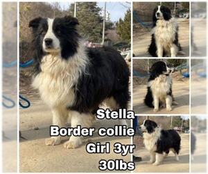 Border Collie Dogs for adoption in Seattle, WA, USA