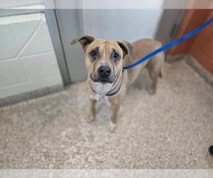 American Pit Bull Terrier Dogs for adoption in Pueblo, CO, USA