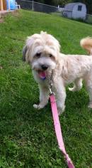 Lhasa-Poo Dogs for adoption in Bridgewater, NJ, USA