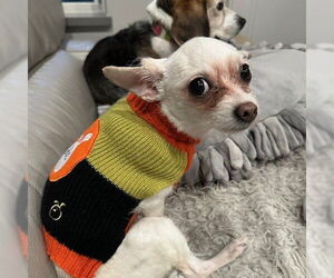 Chihuahua Dogs for adoption in Fargo, ND, USA