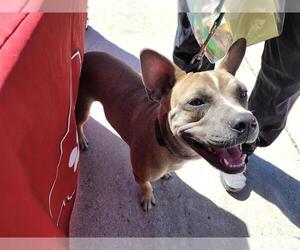 American Staffordshire Terrier Dogs for adoption in San Antonio, TX, USA