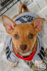 Medium Photo #1 Rat-Cha Puppy For Sale in Washington, DC, USA