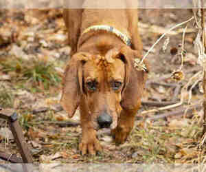 Small Redbone Coonhound