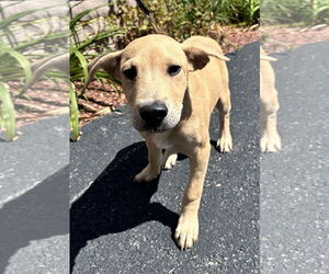 Labrador Retriever-Unknown Mix Dogs for adoption in Sterling, MA, USA