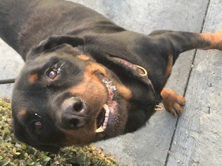 Rottweiler-Unknown Mix Dogs for adoption in Los Angeles, CA, USA