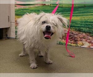 Mutt Dogs for adoption in Moreno Valley, CA, USA