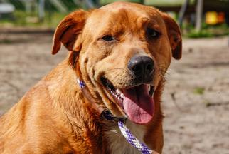 Sheprador Dogs for adoption in Statesboro, GA, USA