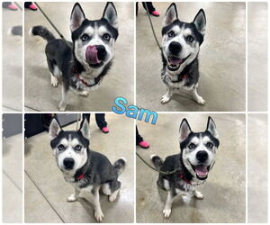 Siberian Husky Dogs for adoption in Pierceton , IN, USA