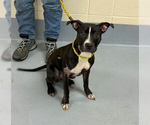 Medium Photo #1 Mutt Puppy For Sale in Louisville, KY, USA