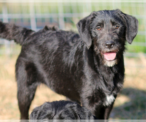 Labradoodle Dogs for adoption in Eureka Springs, AR, USA