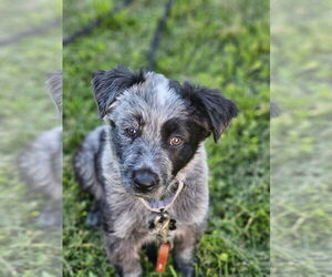 Mutt Dogs for adoption in Garden City, NY, USA